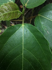 Ficus variegata garciae