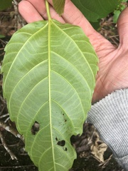 Ficus variegata garciae