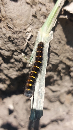 Fox Moth