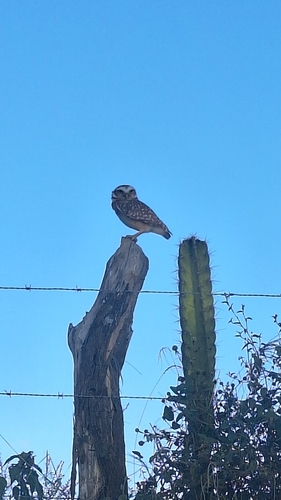 Burrowing Owl