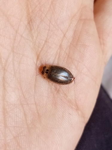 Escarabajo buceador