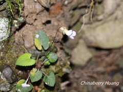 Viola shinchikuensis