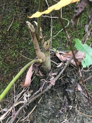 Ficus variegata garciae