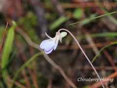 Viola shinchikuensis