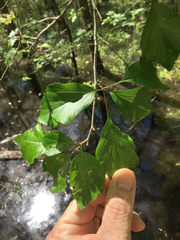 Crataegus aestivalis