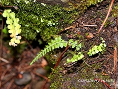 Asplenium incisum