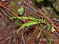 Asplenium incisum