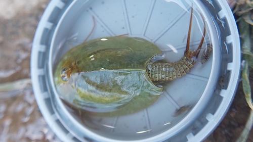 European Tadpole Shrimp