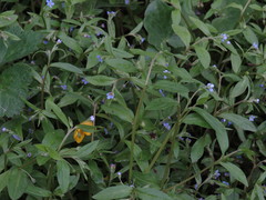 Memoremea scorpioides