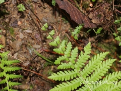 Amauropelta beddomei