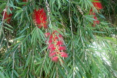 Melaleuca viminalis