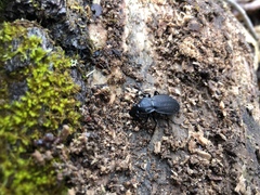 Carabus vinctus
