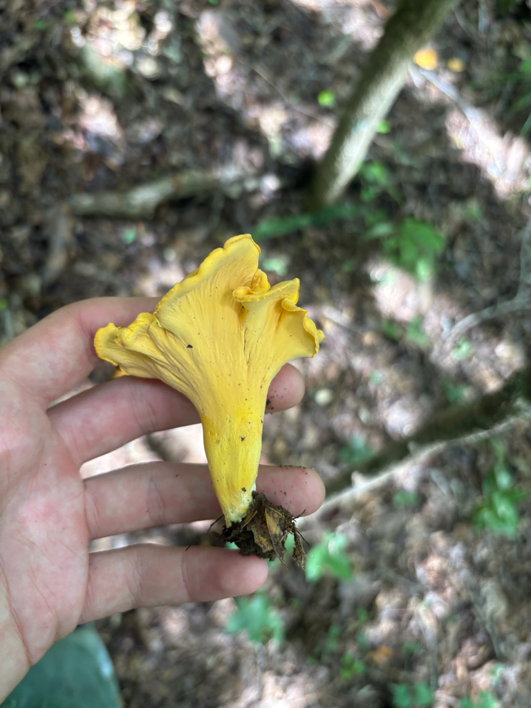 Smooth Chanterelle · July 2026 · photo: Photo: no rights reserved · iNaturalist