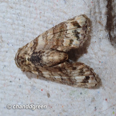 Chlumetia transversa