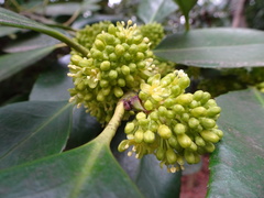 Lauraceae