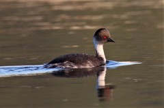 Silvery Grebe photo 4