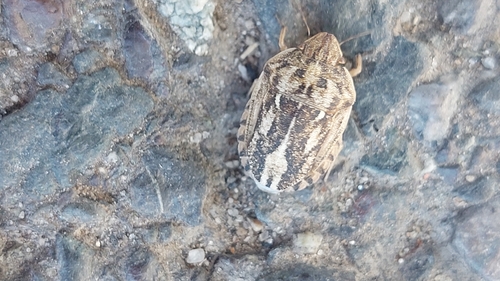 Eurygaster integriceps