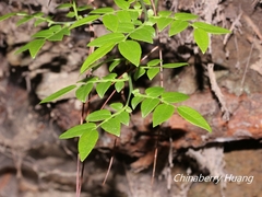 Vaccinium japonicum lasiostemon