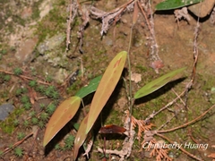 Smilax elongatoumbellata
