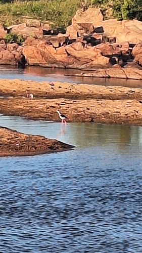 Black-necked Stilt