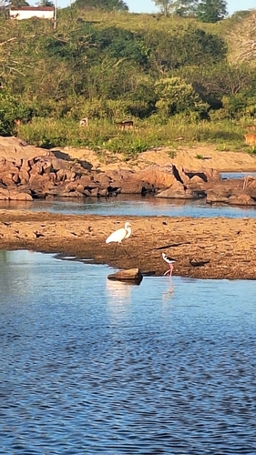 Great Egret