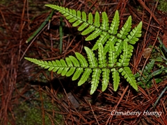Dryopteris lepidopoda