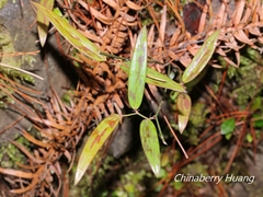 Smilax elongatoumbellata