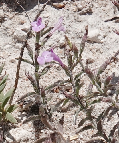 Hedeoma drummondii, photograph 5