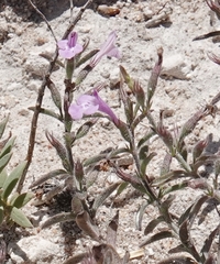 (c) Colin Croft, some rights reserved (CC BY) Hedeoma drummondii, photograph (c) Colin Croft, some rights reserved (CC BY)
