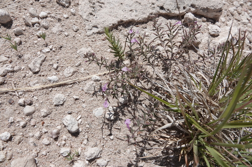 Hedeoma drummondii, photograph 6