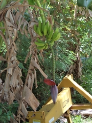 Musa × paradisiaca, photograph (c) Douglas Caro Lopez, some rights reserved (CC BY)