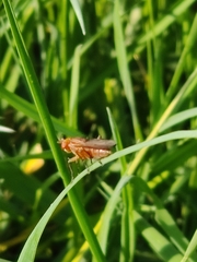 Sciomyzoidea