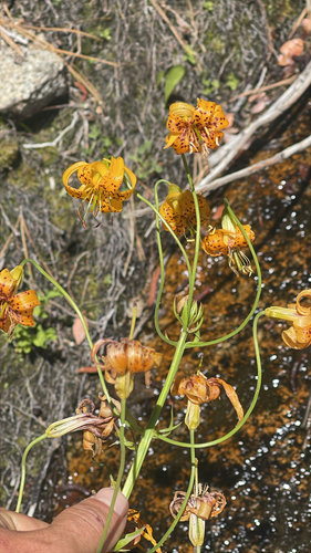 Lilium kelleyanum, photograph 2