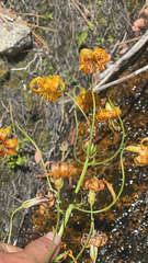 (c) Garrett Craig, some rights reserved (CC BY) Lilium kelleyanum, photograph (c) Garrett Craig, some rights reserved (CC BY)
