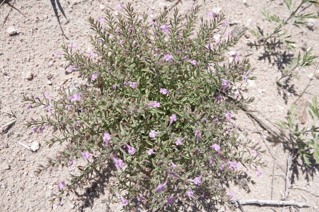 Hedeoma drummondii; photograph (c) Colin Croft, some rights reserved (CC BY)