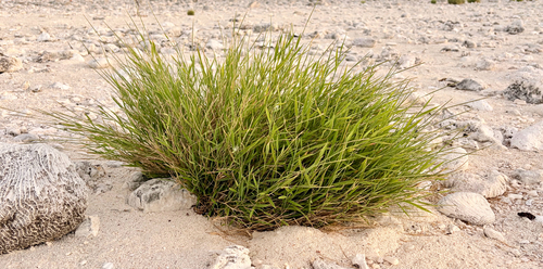 Lepturus repens observed 2026-03-06
