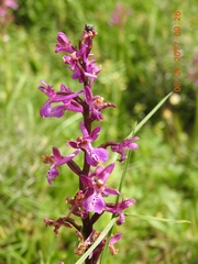 Orchis anatolica