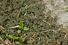Euphorbia makinoi