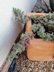 Delosperma echinatum