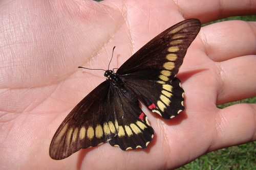 Mimoides microdamas