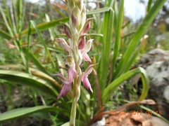 Anacamptis sancta