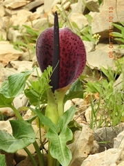 Arum dioscoridis