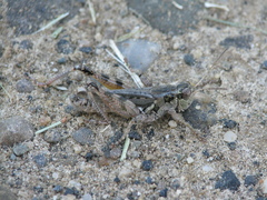 Melanoplus kennicottii