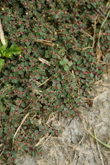 Euphorbia makinoi