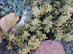Sedum adolphi