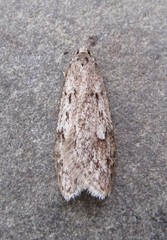 Semioscopis megamicrella