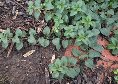 Origanum majorana