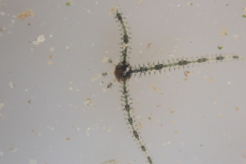 Ophiocomella observed 2026-07-11