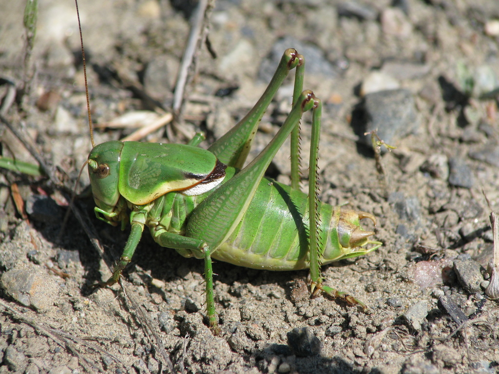 Long-legged Anabrus