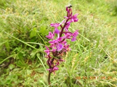 Orchis anatolica